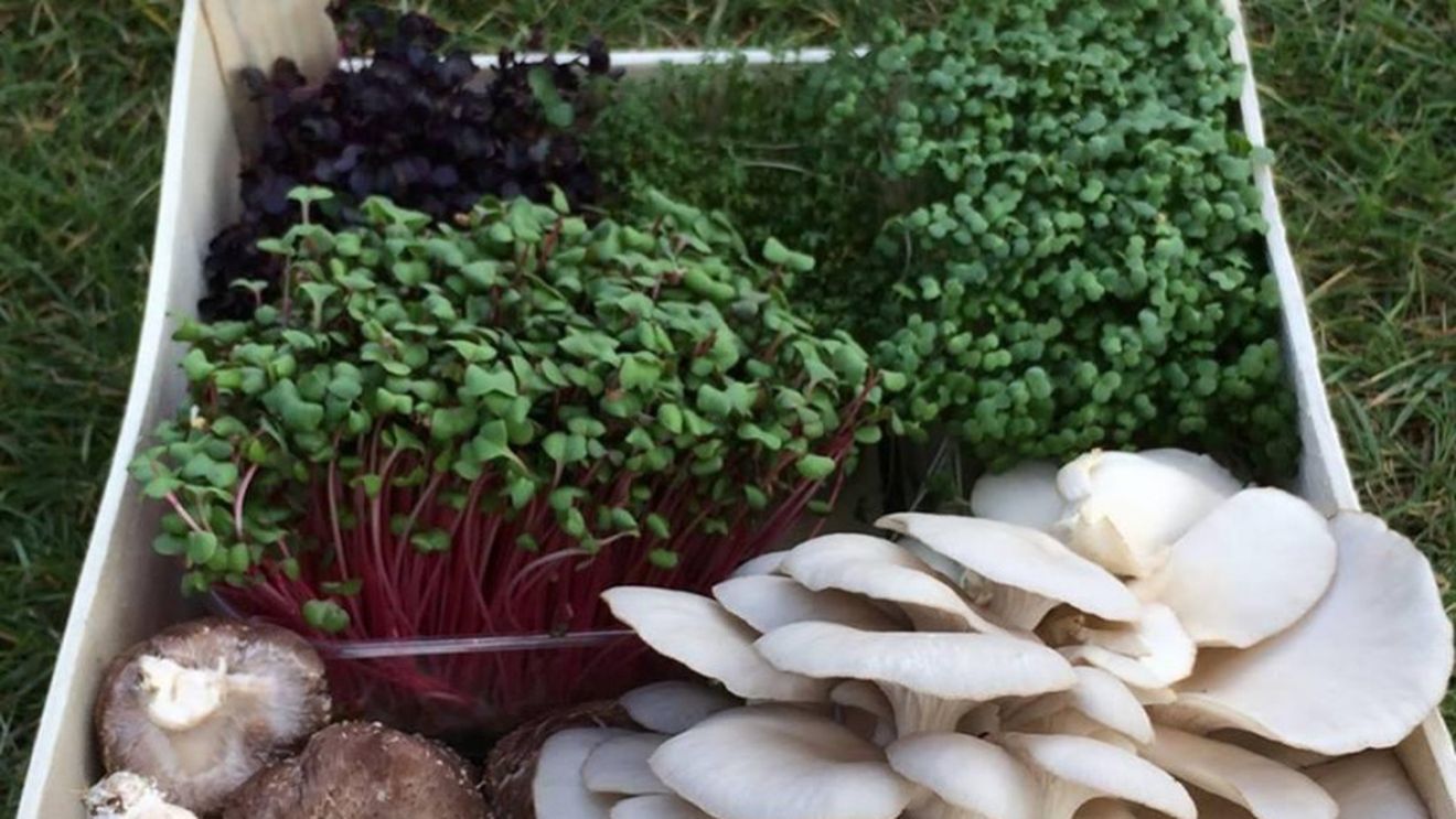 O nouă tendință în restaurantele din Londra: ciuperci și legume cultivate chiar în interiorul localului