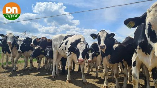 Peste 50 de focare de leucoză la bovine au fost descoperite în judeţul Arad