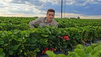 FOTO | Primele căpșuni de Halmeu au ajuns pe tarabe / Frigul amenință recolta din câmp / Alex Fazekas: „Avem deja căpșuni căzuți din floare, bobul e format și în unele locuri sunt deja roz. Riscul este foarte mare acum”