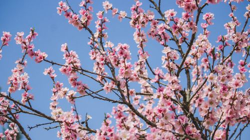 Cireșii japonezi devin subiect de dispută în Coreea de Sud / Autoritățile vor să-i dezrădăcineze