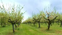 Un fermier din Arad introduce adopția pomilor fructiferi: abonament anual pentru propriul măr sau cireș