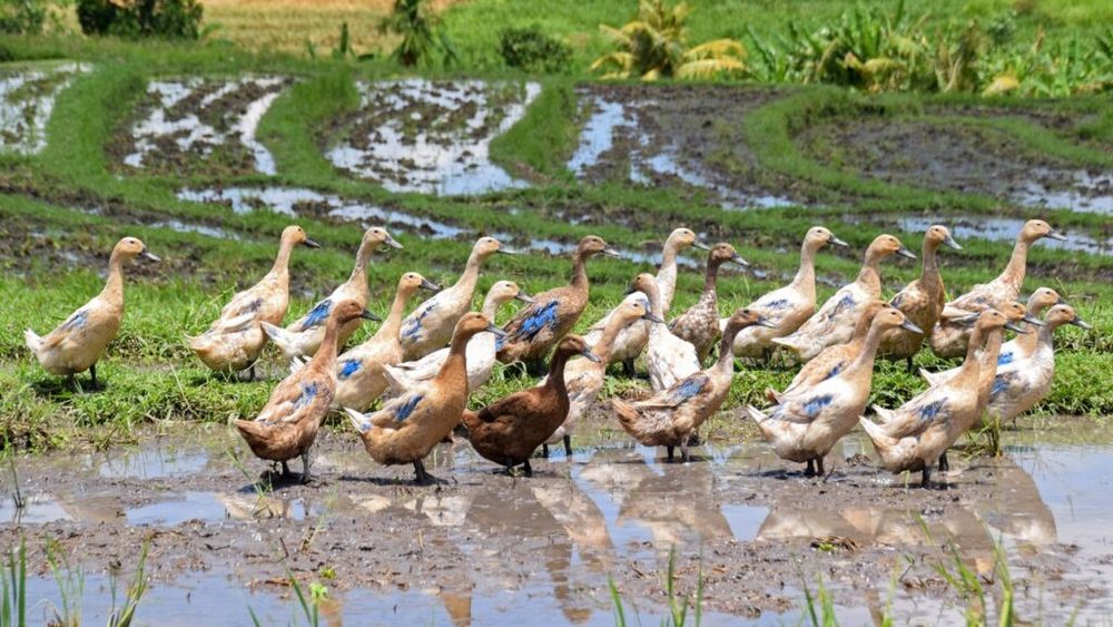Agricultorii care au înlocuit pesticidele cu rațe: Păsările sunt crescute inclusiv pentru carne și ouă / Există crescători care duc rațele oriunde e nevoie de ele