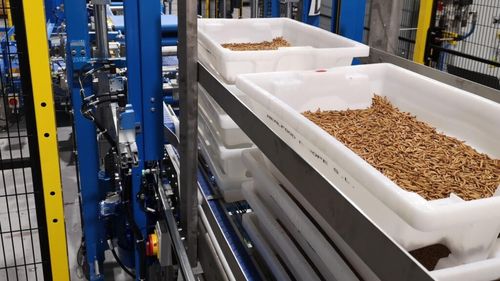 A început construcția celei mai mari ferme de insecte din lume, în Spania. Va produce inclusiv proteine și lipide pentru hrana animalelor de companie