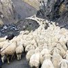 Omul care străbate lumea în căutarea brânzeturilor rare. Trevor Warmedahl a plecat să trăiască printre ciobani și să testeze cele mai neobișnuite gusturi de brânză. Ultima pe lista sa, o brânză maturată în piele cu blană de capră