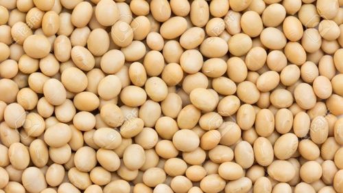 Creștere uimitoare a importurilor de soia din Statele Unite pe piața europeană; Comisia așteaptă ca România să joace un rol-cheie în acest sector