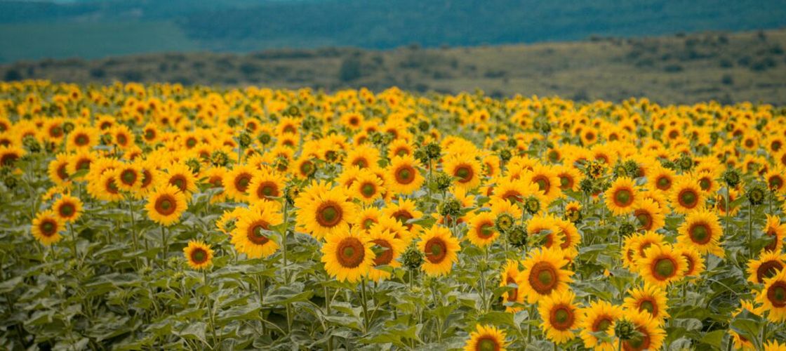 Producții bune de floarea-soarelui și porumb. Fermierii revin pe profit după anii de secetă, deși prețurile sunt la nivelul anului trecut