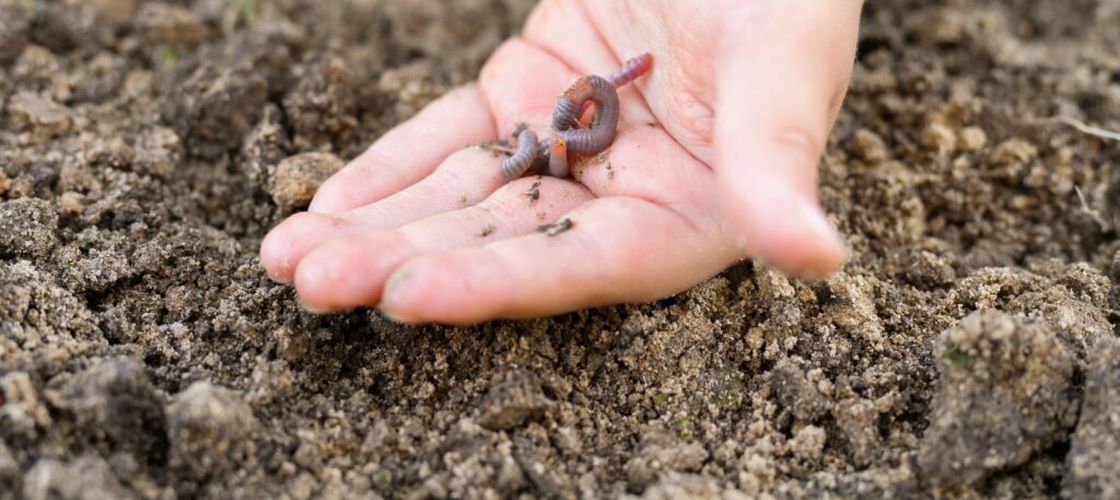 Cercetătorii germanai au testat o metodă prin care imită galeriile create natural de râme, folosind pori artificiali în sol: Randamentele au crescut cu până la 15% în condiții de secetă