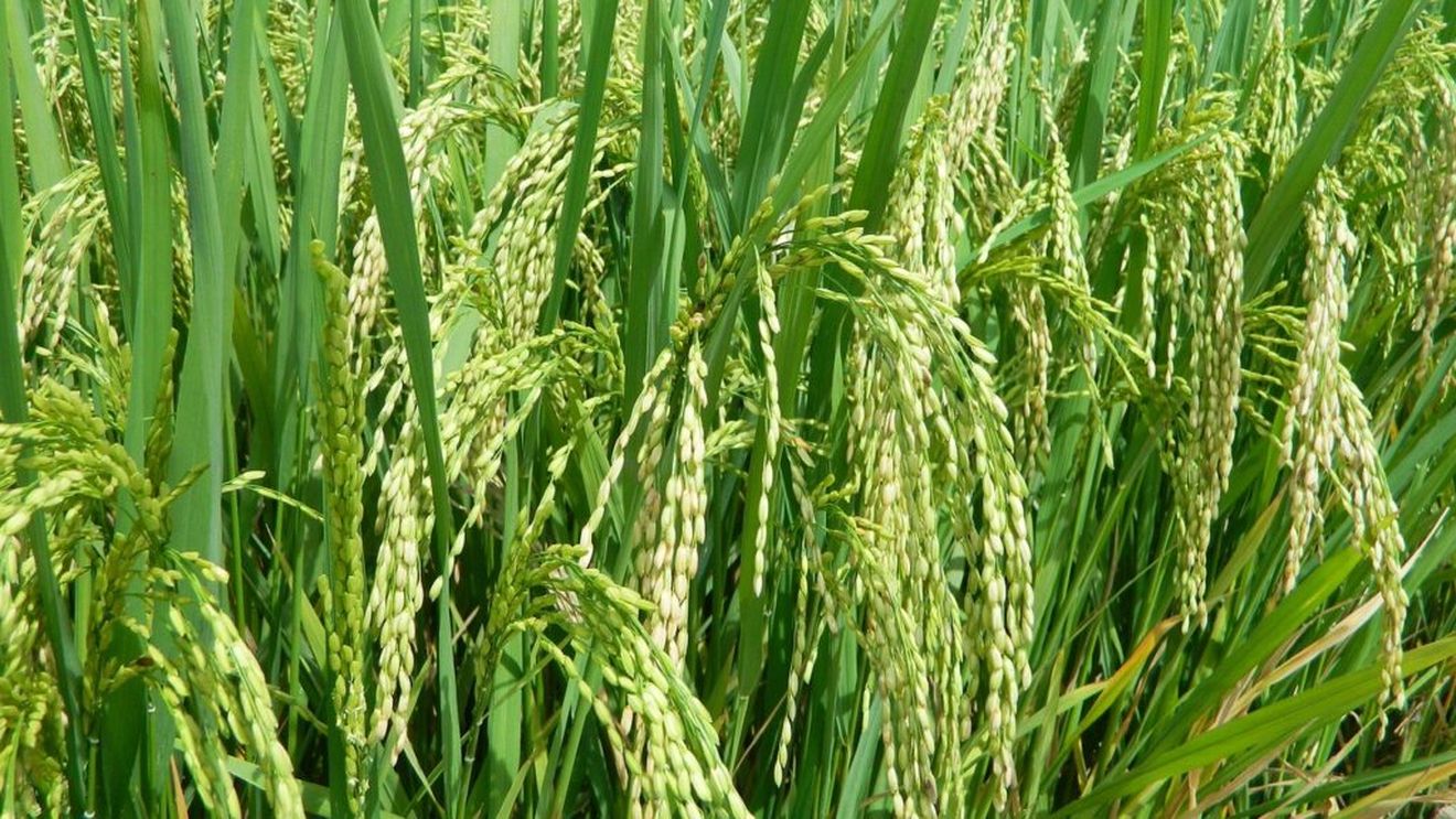 Italia se confirmă cel mai mare producător de orez din Europa. 13% este exportat în Statele Unite, care intenționează să introducă taxe vamale