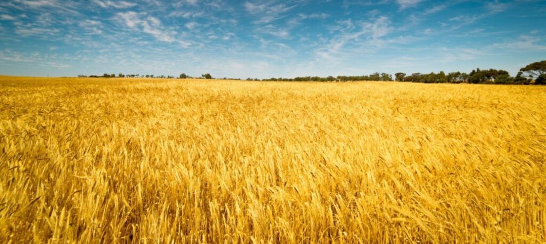 Administratorii unei firme din Bihor, sub control judiciar pentru înşelăciune cu cereale din Ucraina / Prejudiciul este în valoare de 847.000 euro