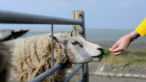 „Mândru să fiu fermier”: 26 de licee agricole din România au beneficiat de granturi Agricultura 4.0 / Mii de elevi şi sute de profesori au participat la vizite de studiu în ferme moderne și au descoperit meseriile agricole