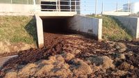 Cât gunoi de grajd se poate aplica la hectar/ Gunoiul de pasăre poate furniza până la 15 kg de azot pe tonă