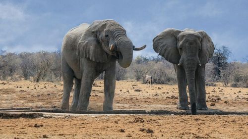 Namibia intenționează să ucidă mai mult de 700 de animale sălbatice, inclusiv elefanți și hipopotami/ Carnea, distribuită populației înfometate după ce seceta a distrus culturile
