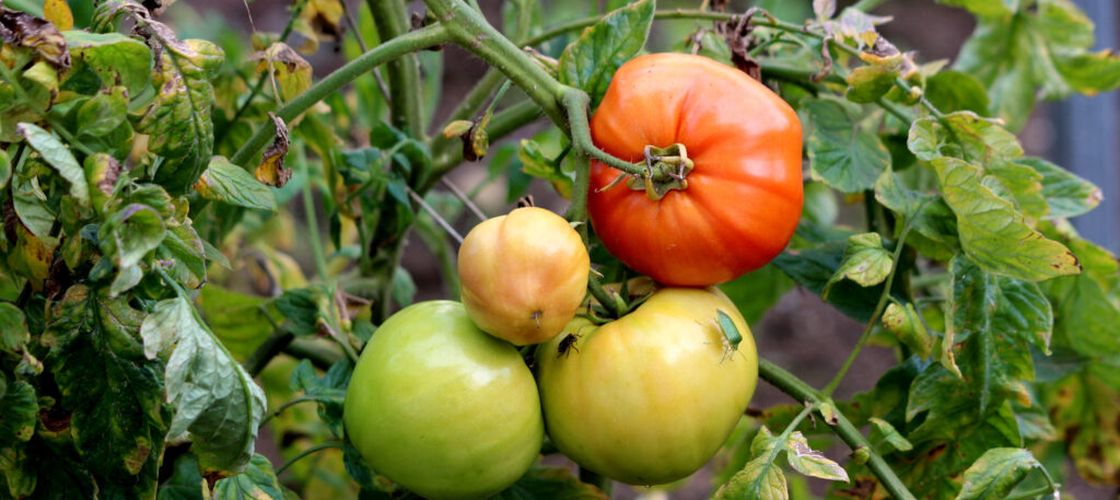Cum crești roșii gustoase acasă. Ghid complet pentru plantare, îngrijire și recoltare