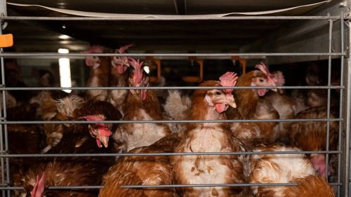 Propunerea legislativă pentru eliminarea cuștilor pentru găinile ouătoare avansează în Parlament după avize favorabile