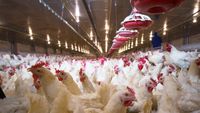 Fermele mari de porci și păsări vor avea noi reguli de mediu în UE / Măsurile vizează reducerea emisiilor de amoniac, azot și fosfor / Aplicarea începe din 2030
