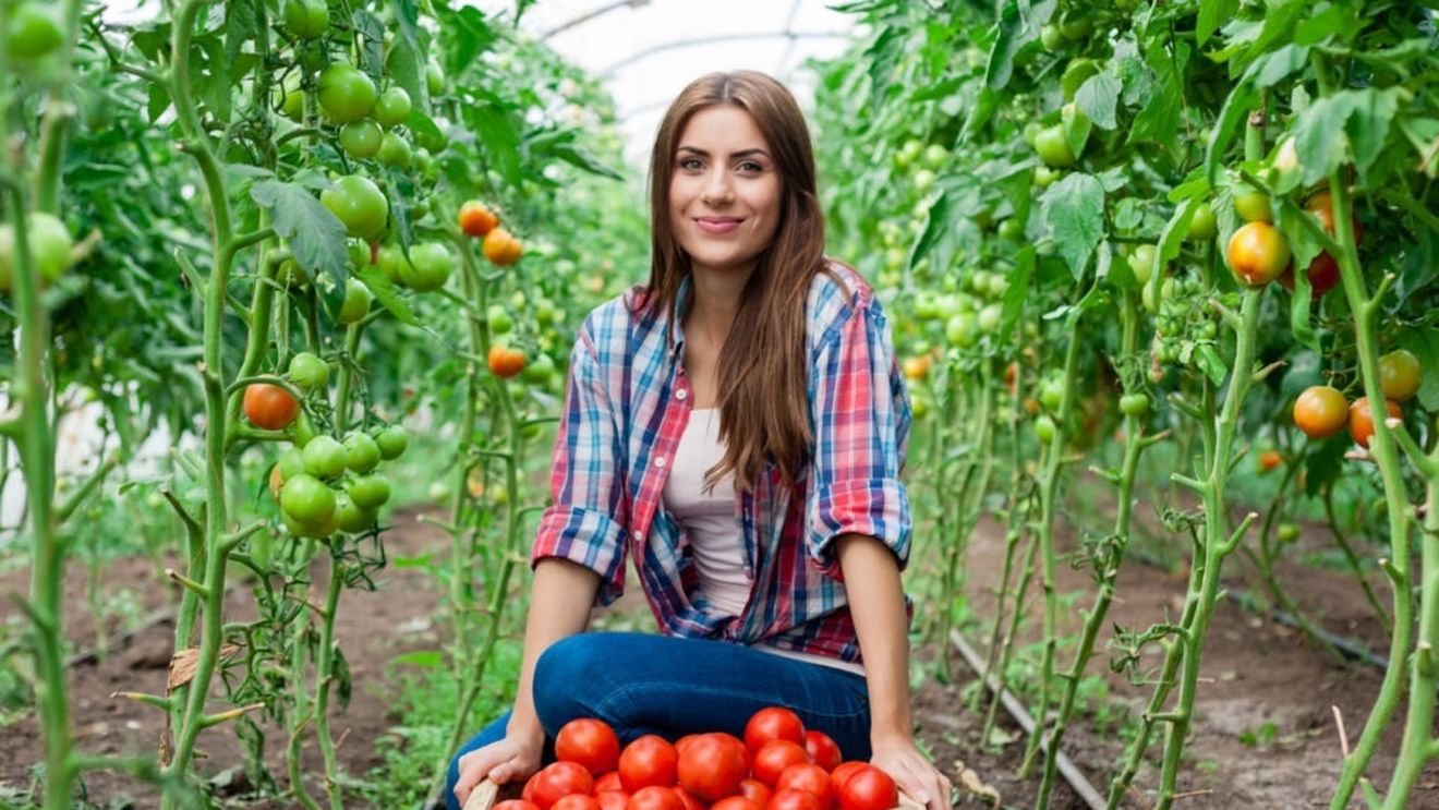 Licențele post-Brexit pentru exportul de alimente către UE au costat firmele britanice până la 65 de milioane de lire sterline, anul trecut / Guvernul promite că va elimina schema existentă prin încheierea unui nou acord cu Bruxelles-ul