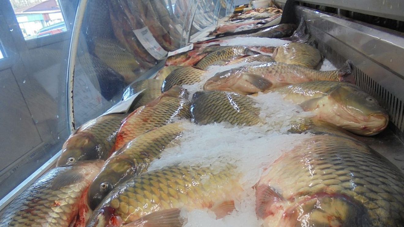 Premierul britanic, Boris Johnson, își asigură cetățenii că de acum încolo vor putea mânca pește pe săturate; declarația sa amintește de lozinca din ceaușism ”Nicio masă fără pește”