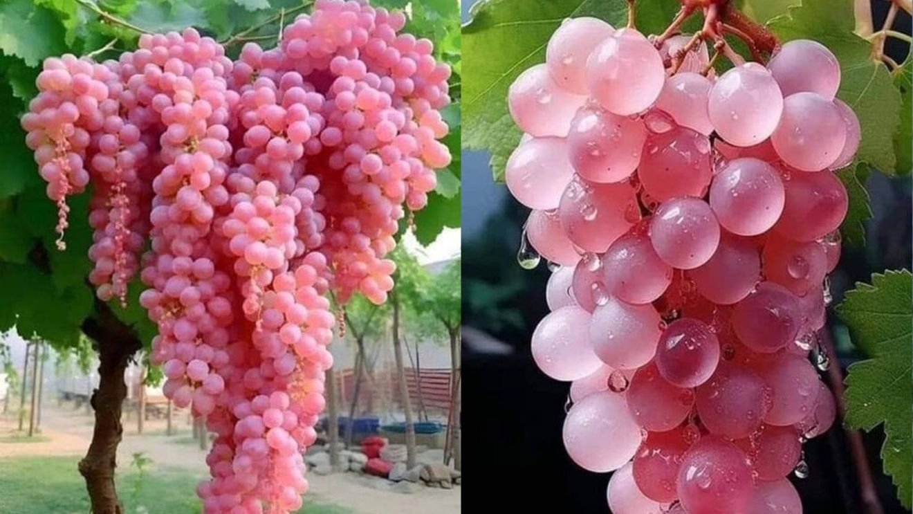 Koshu, o frumusețe din patria Soarelui Răsare. Istoria strugurelui din care se face cel mai faimos vin japonez