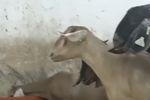 O nouă rasă de capre ar putea apărea în România / Ce au special animalele obținute de cercetătorii din Botoșani