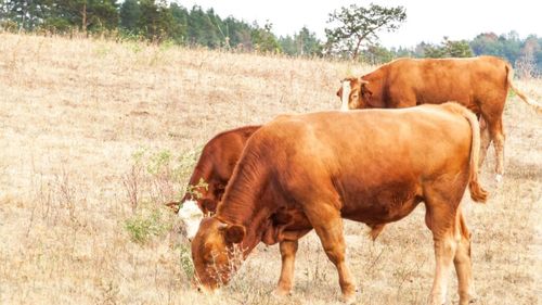 Căldura extremă lovește fermele de lapte din Polonia și nu numai / Pierderile mari necesită soluții urgente