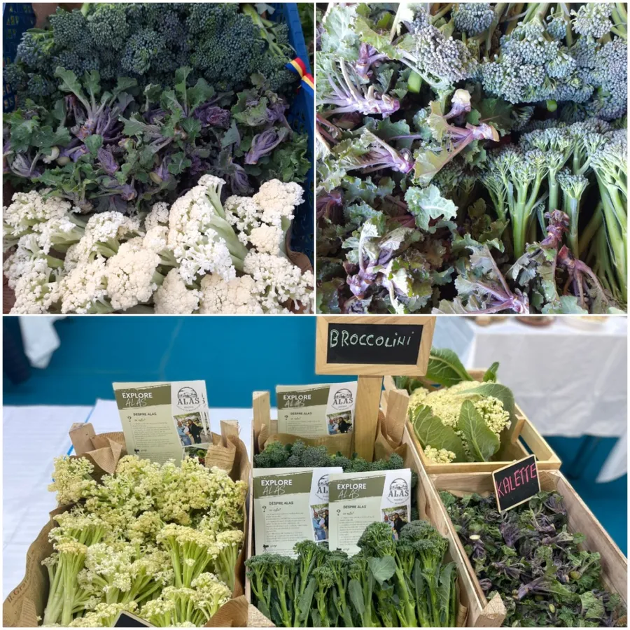 cultura de sparanghel plante perene cultivare sparanghel