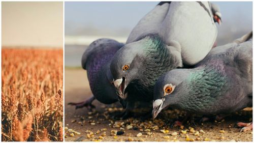 O fermă din Ialomița testează sorgul, o cereală arhaică, pentru a se adapta la schimbările climatice / Tranziția nu e costisitoare, dar s-au lovit de o problemă neașteptată - păsările hămesite într-un mediu pârjolit