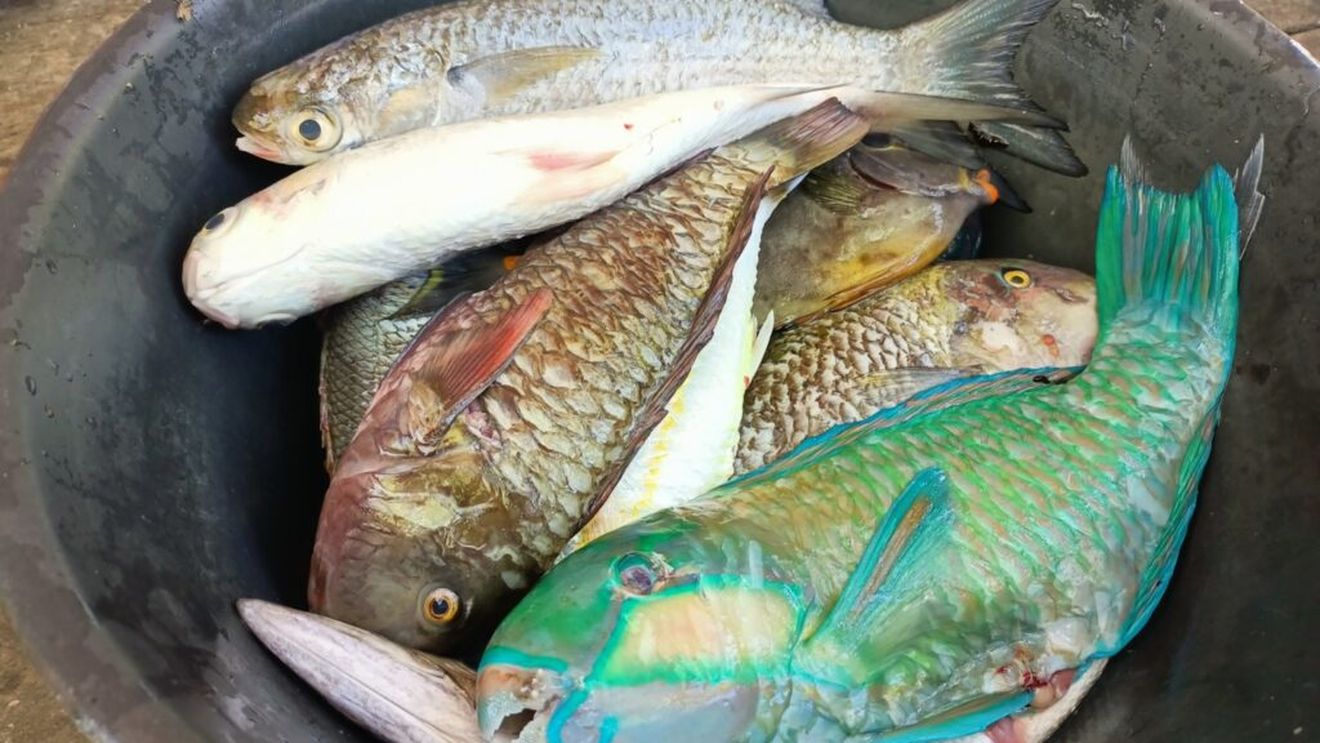 Doi bărbaţi din Bacău, prinşi când pescuiau ilegal în Siret / 50 de kilograme de pește s-au găsit asupra lor 