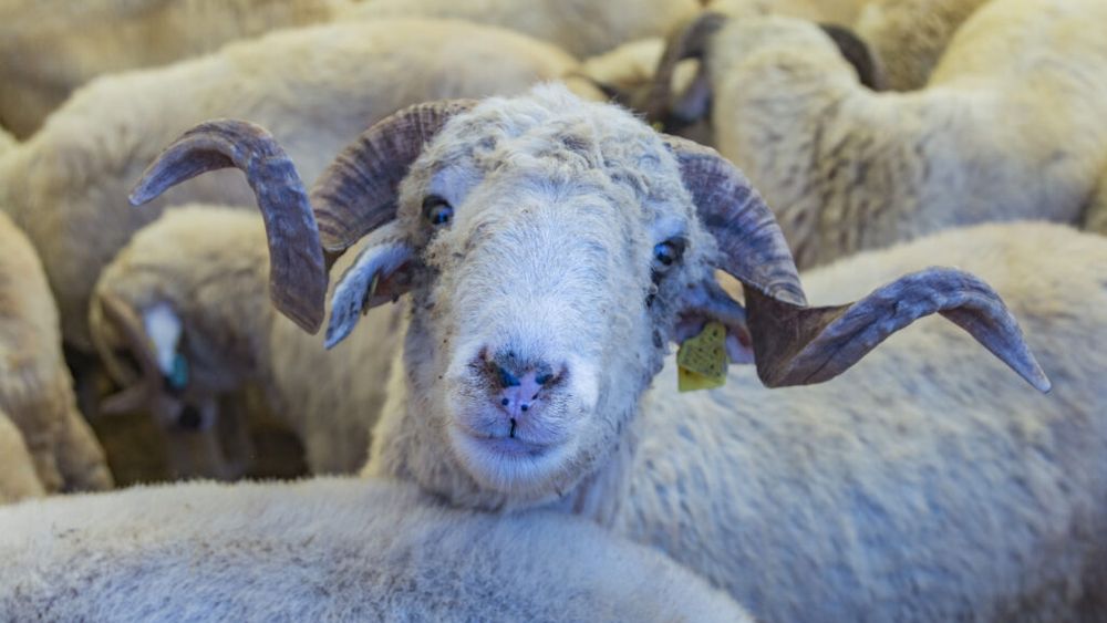 Zeci de rase de animale, demonstrații de cai și concursuri între fermieri, la Festivalul Crescătorilor de Oi din Bulgaria