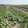 Producătorii din Dolj abandonează pepenii pe câmp din cauza prețurilor derizorii și a costurilor uriașe de recoltare