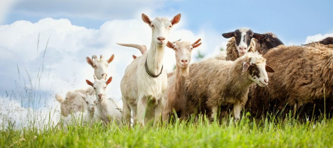 O nouă rasă românească de capre va produce lapte fără gust de capră/Ionică Nechifor, cercetător: „În anii următori vom veni în fața fermierilor cu o nouă creație biologică”