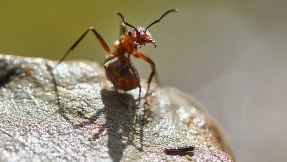 Oamenii de știință au descoperit în Borneo un „hiperparazit” care atacă celebra „ciupercă zombie” / Descoperirea ar putea avea aplicații în agricultură și medicină