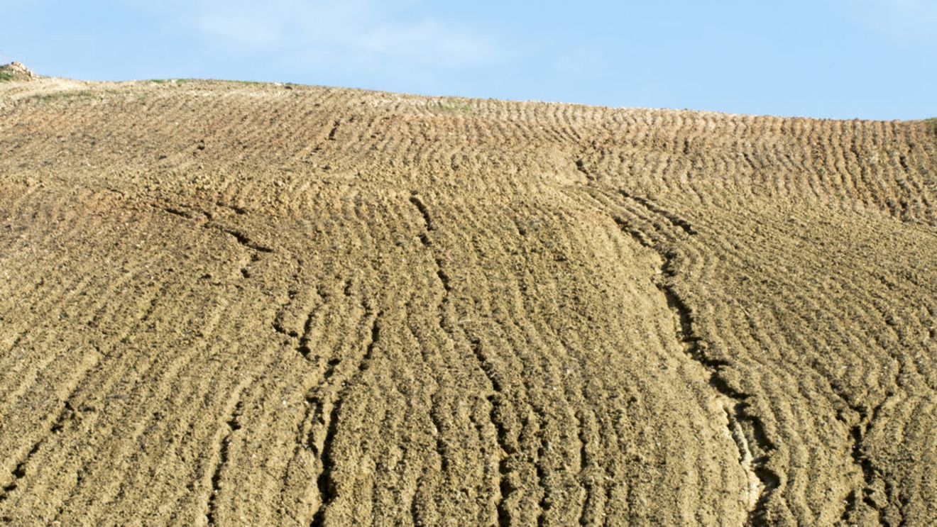 Schimbările climatice ar putea afecta calitatea grâului / Ce au descoperit cercetătorii despre unul dintre cele mai importante alimente de bază