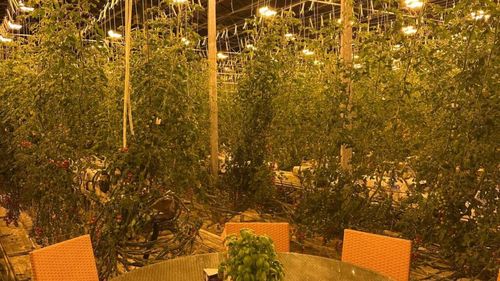 FOTO - VIDEO | Restaurant deschis într-o seră de roșii / Vasile Vlașin, turist: „Nu vezi risipă. Totul este gândit economic și sustenabil. Practic, vezi cum sunt culese roșiile și ajung imediat în farfurie”