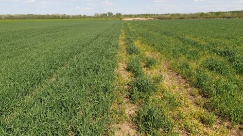 Probleme în culturile de toamnă: atacuri ale dăunătorilor asupra rapiței, grâului și orzului. Fermierii spun că reglementările UE pun piedici serioase în combatere