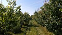 Cele 8 tehnici prin care poți dubla recolta de fructe din grădină/ Cum să ai roade bogate în livadă