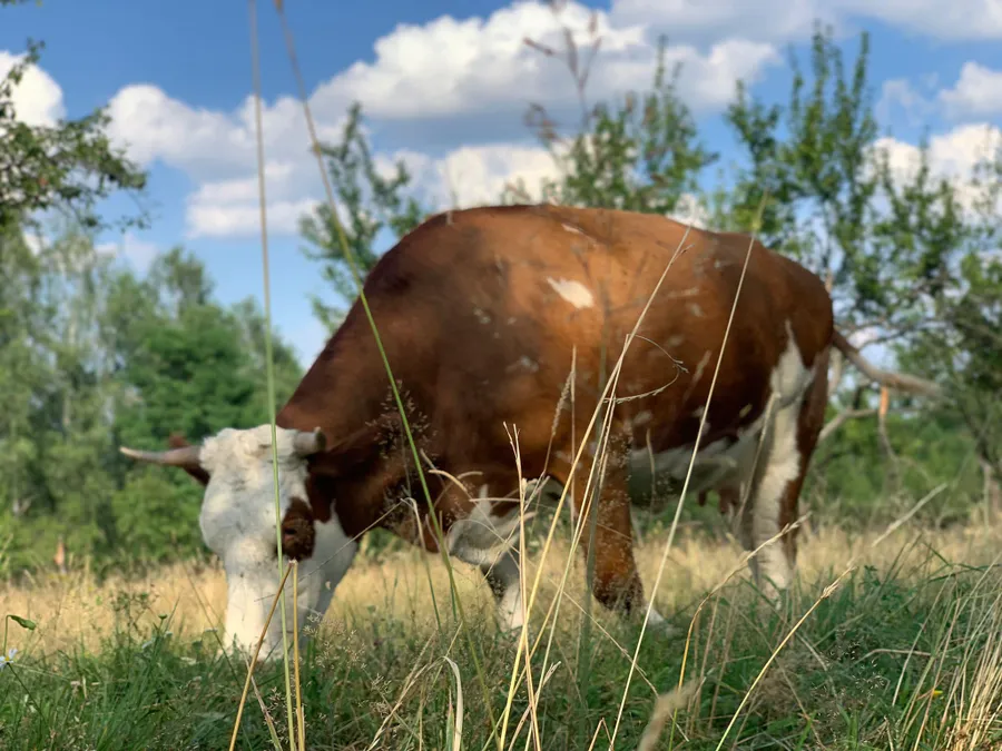 stana-vaideeni-vaci-pasune