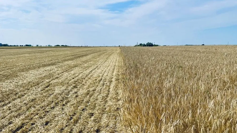 Ferma Blagu a dat startul campaniei de recoltare 2025.