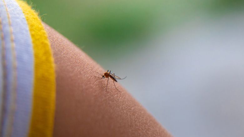 600.000 de țânțari modificați eliberați în grădini din SUA. Metoda ar putea reduce folosirea pesticidelor / Cum funcționează