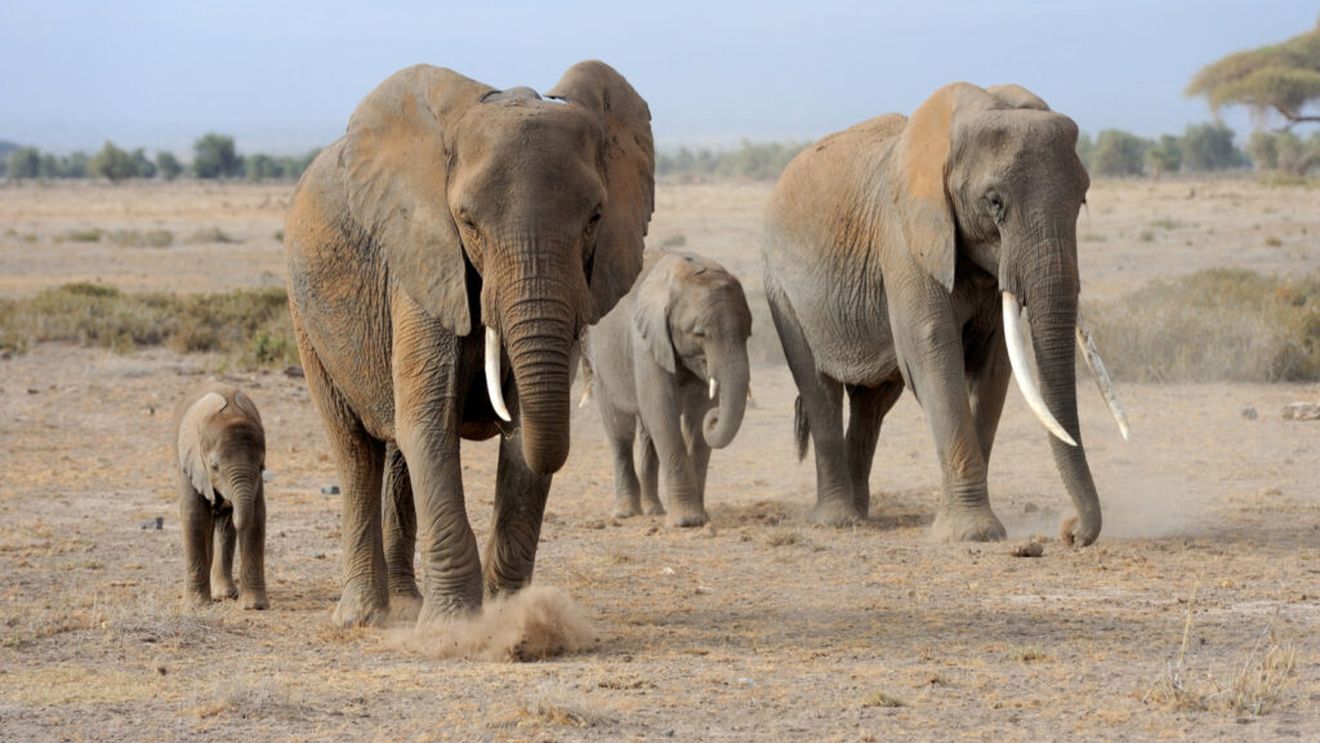 Sri Lanka lansează un amplu recensământ al faunei sălbatice care perturbă activităţile agricole/ Guvernul a promis noi măsuri pentru a proteja satele de atacurile elefanţilor