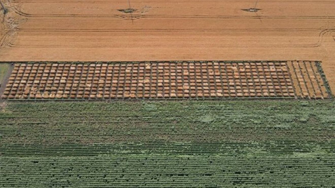 Peste 400 de soiuri de grâu, prezentate ieri la Ferma Ezăreni, Iași, cu ocazia Zilei Biodiversității Grâului. Un viitor centru de cercetare în domeniul agricol, la USV Iași