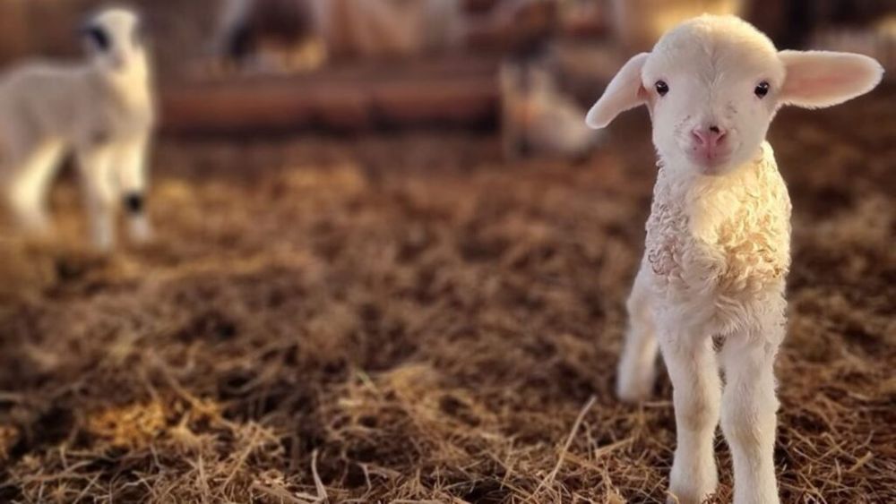 „Majoritatea fermierilor nu știu că pot aplica pentru organizarea de vizite ale elevilor, activitățile fiind finanțate de Uniunea Europeană”- George Cățean, fermier, jud. Brașov / 8 euro sunt alocați pentru fiecare elev