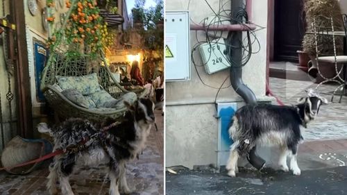 Imagini revoltătoare la un restaurant celebru din Capitală. O capră legată de stâlp, fără apă și mâncare, folosită ca reclamă pentru clienți: „Nu vă bateți joc de ea”