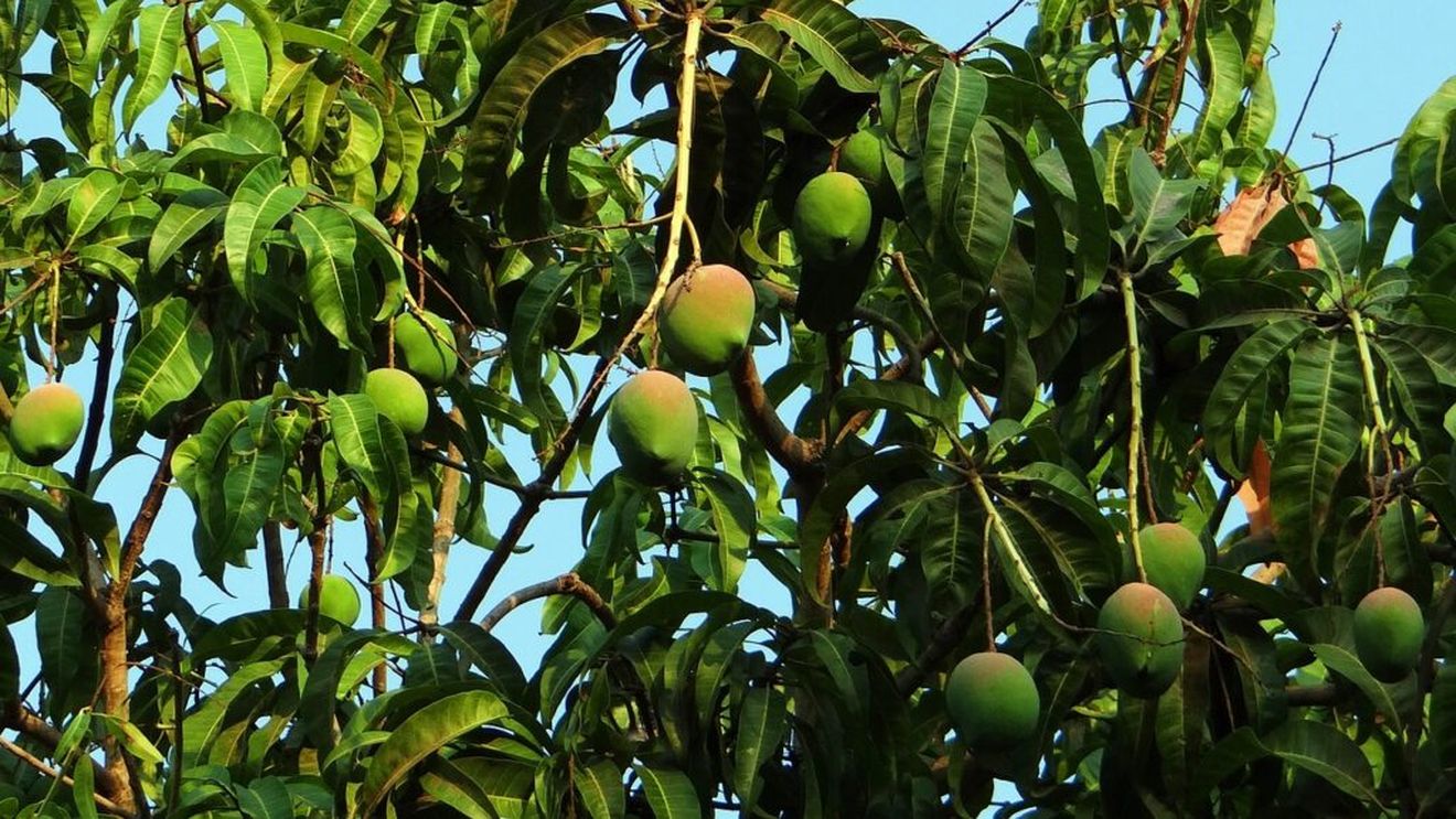 Criză iminentă în sectorul fructelor: Brazilia cere o soluție rezonabilă, în locul tarifelor americane de 50% / „Este imposibil să redirecționăm o producție de 3.000 containere de mango către piața din Europa”