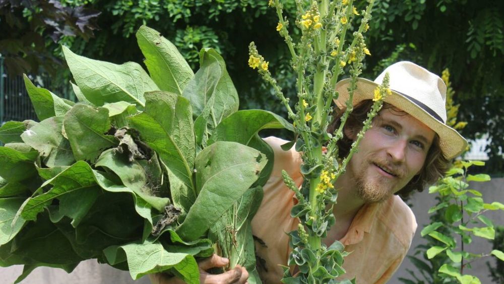 Mazărea de toamnă permite fertilizarea solului fără chimicale, o soluție specifică agriculturii regenerative/ Ionuț Bădică (fermier): „Cel mai important este că fixează azotul și, prin tocare, avem materie organică în sol”