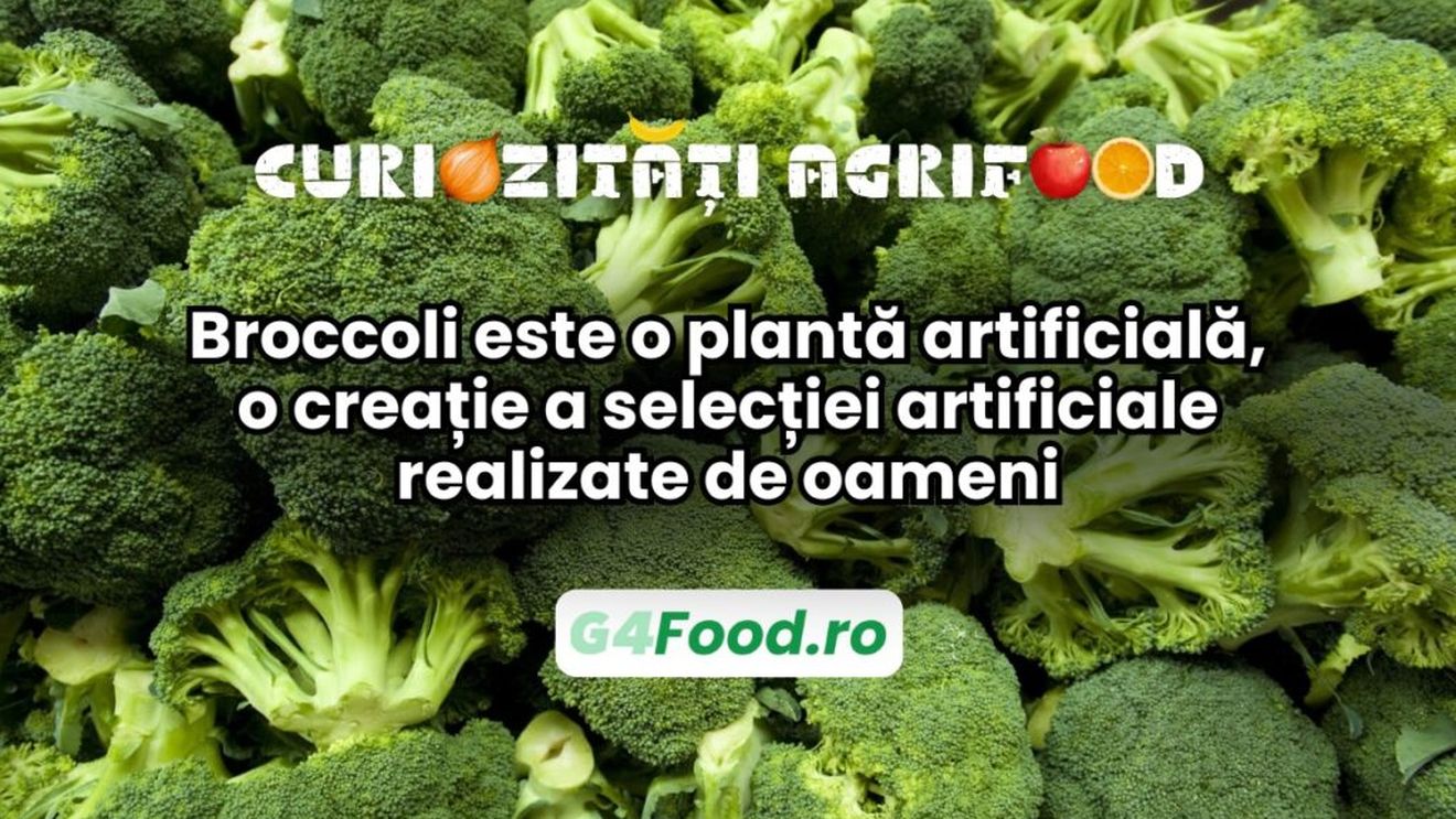 Curiozități agri-food 16 decembrie/Broccoli este o „plantă artificială”, o creație a selecției artificiale realizate de oameni
