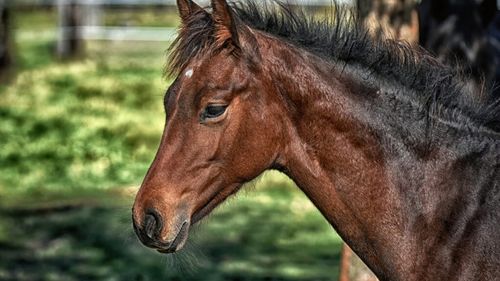 „Da’, trebe dusă direct pe bandă, înțelegi?” / Un tehnician veterinar din Iași fura cai pe care îi ducea direct la abator