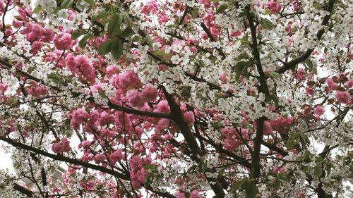 VIDEO / În București ninge peste cireșii înfloriți