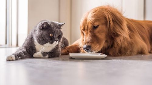 Ce se întâmplă dacă pisica gustă din mâncarea câinelui: Este un pericol pentru sănătatea ei sau nu?