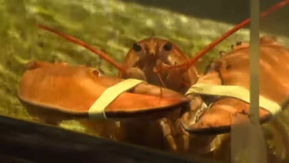 Salvat de pigment: Un homar portocaliu ultra-rar, găsit la un restaurant din Colorado, va ajunge la un acvariu