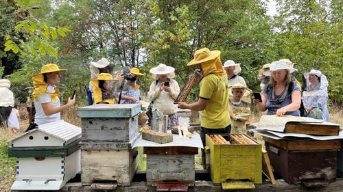 Timișoara dezvoltă două grădini urbane pentru albine/ Asociația GreenFeel a lansat proiectul „Permacultură Vie: grădini urbane pentru polenizatori și biodiversitate”